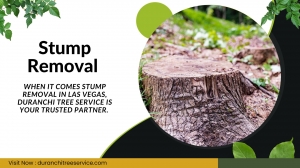The Ultimate Guide to Stump Removal in Las Vegas By Duranchi Tree Service